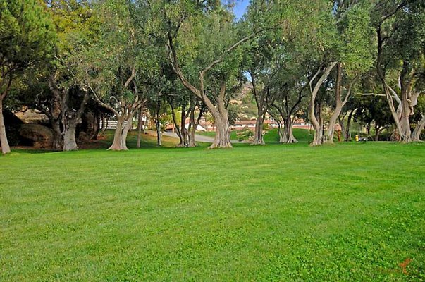 Landscapes 35 Olive Grove 01-900