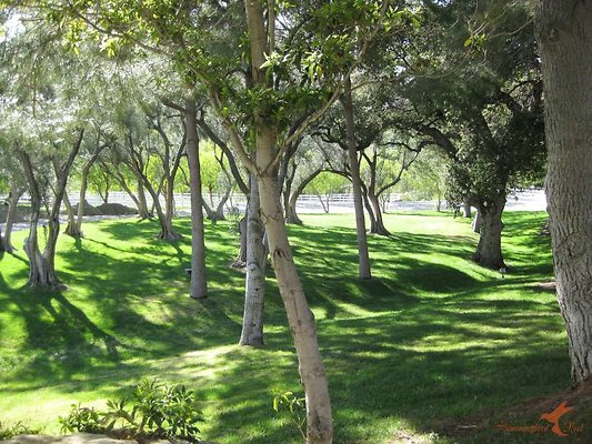 Landscapes 38 Olive Grove 04-900